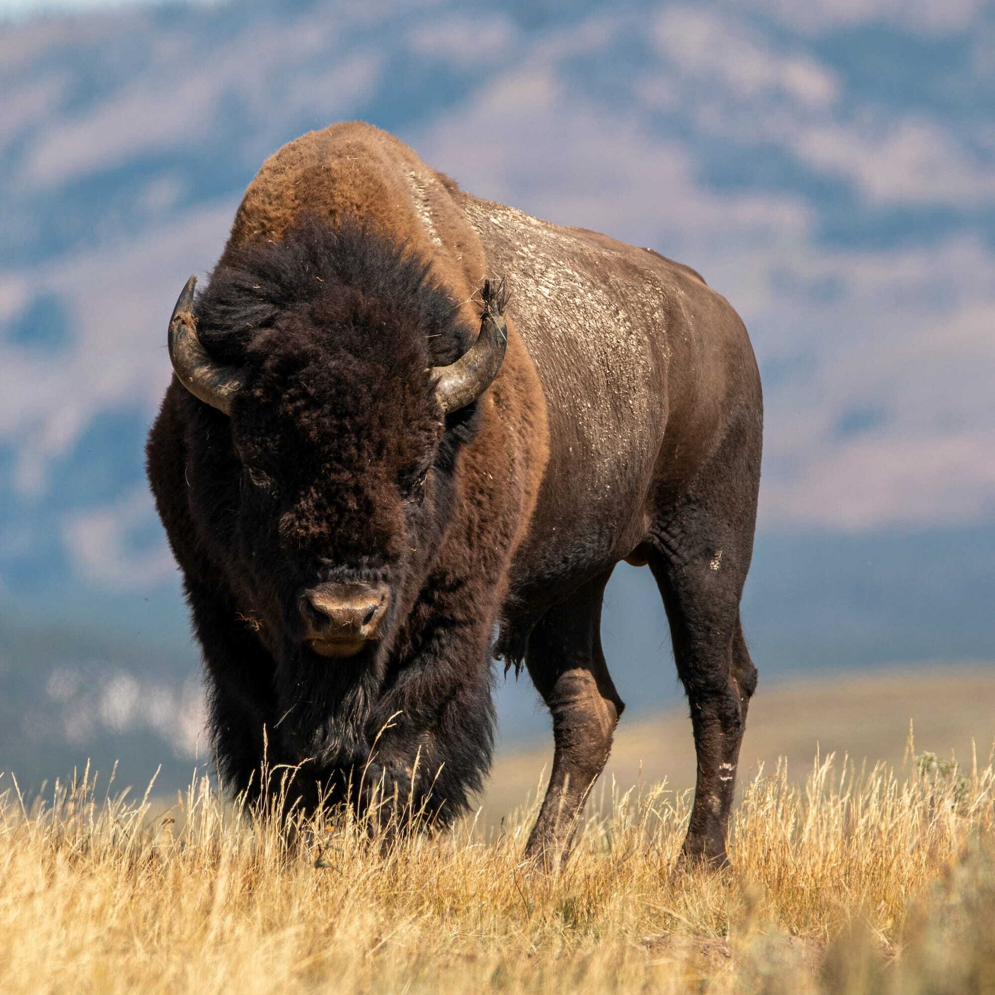 CapForce bison mark — symbol of disciplined, resilient investing