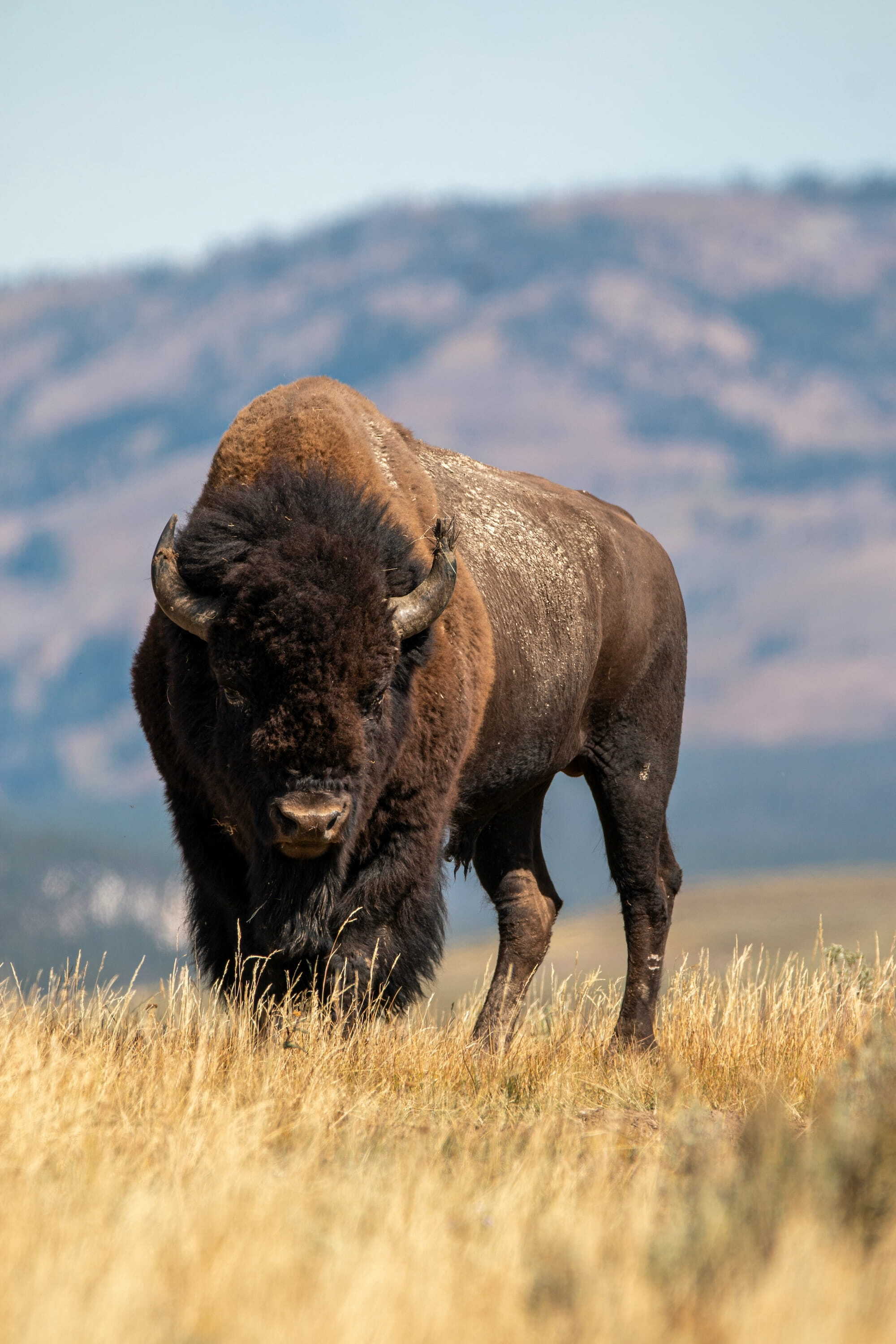 CapForce bison mark — symbol of disciplined, resilient investing