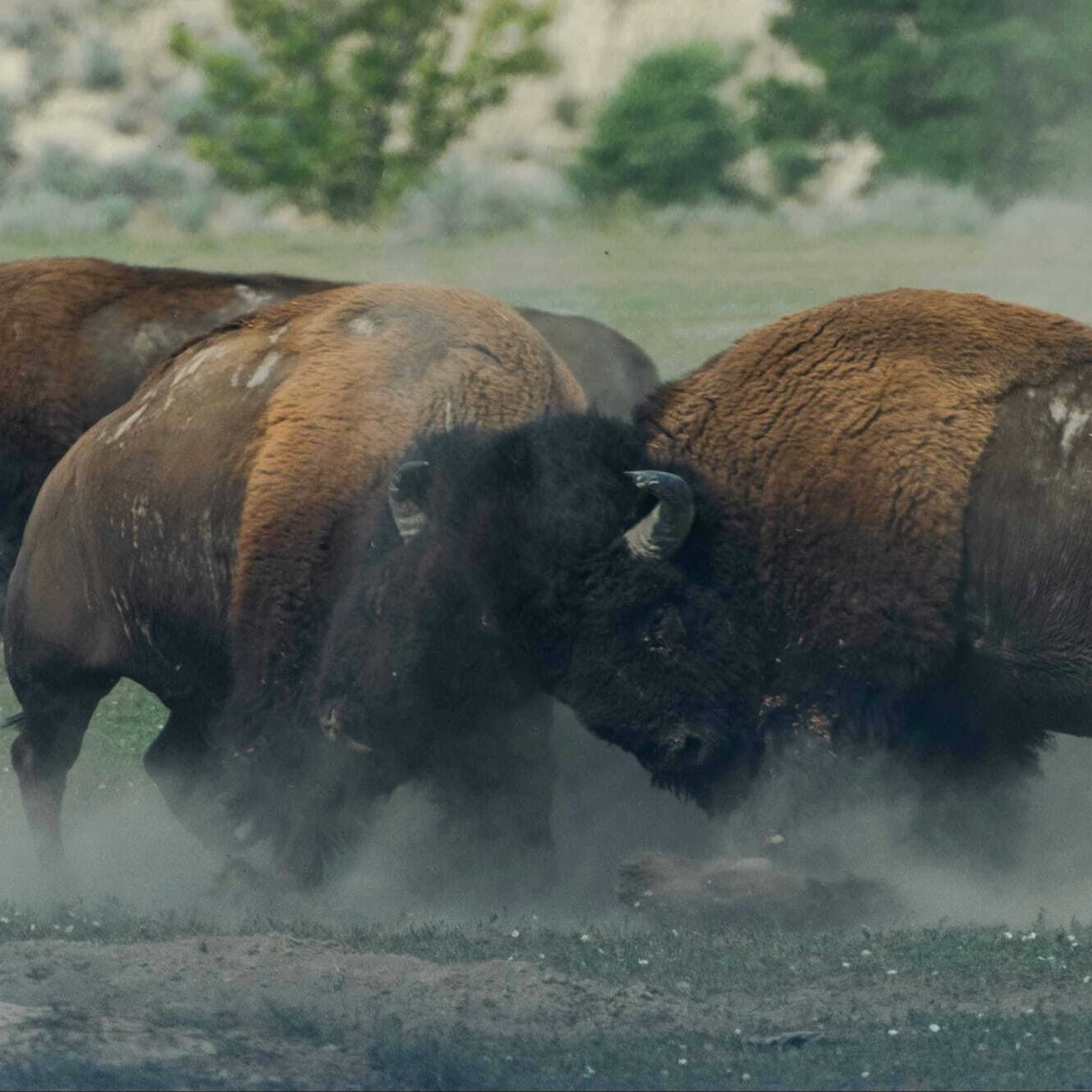 CapForce bison mark — paired with the BOUT fund