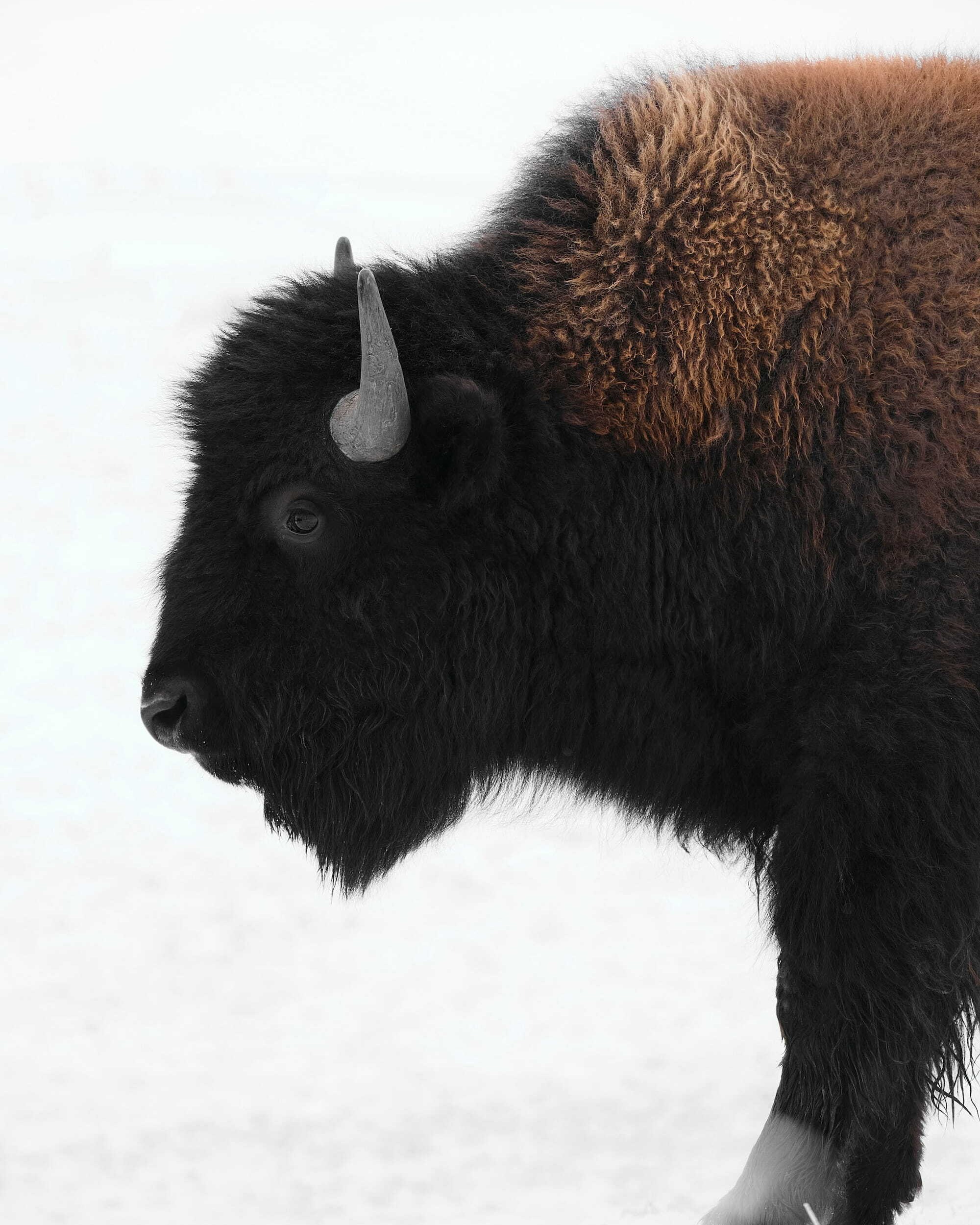 CapForce bison brand mark