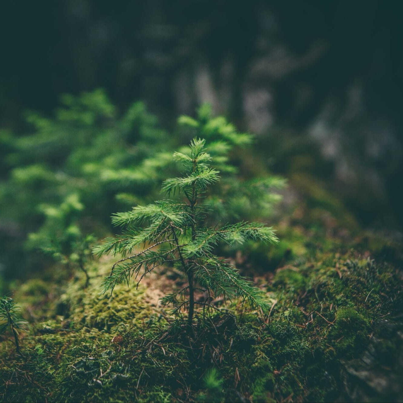 Sapling1 (1)