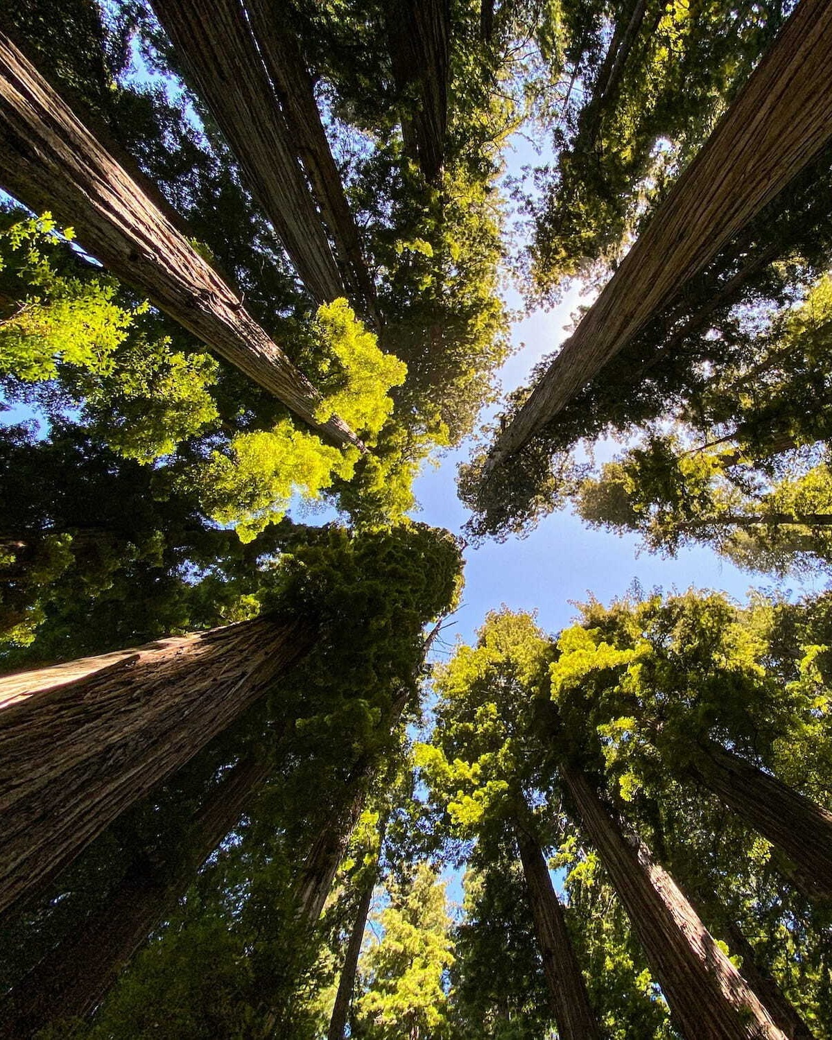 TallTrees2 (1)